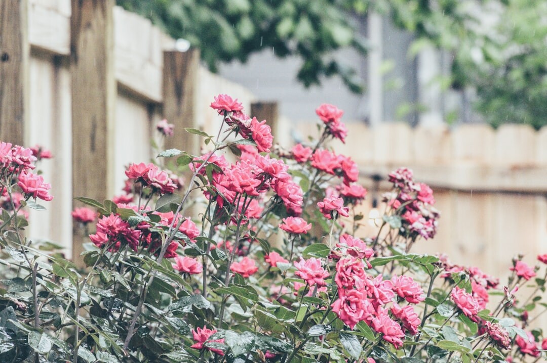 senior gardening in backyard